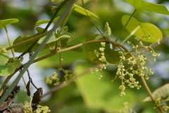 Cissampelos pareira var. hirsuta